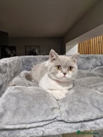 British Shorthair cats - Advert 6