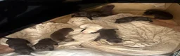 Labrador Retriever dogs for sale: Lab pups  in Swansea - Advert 3