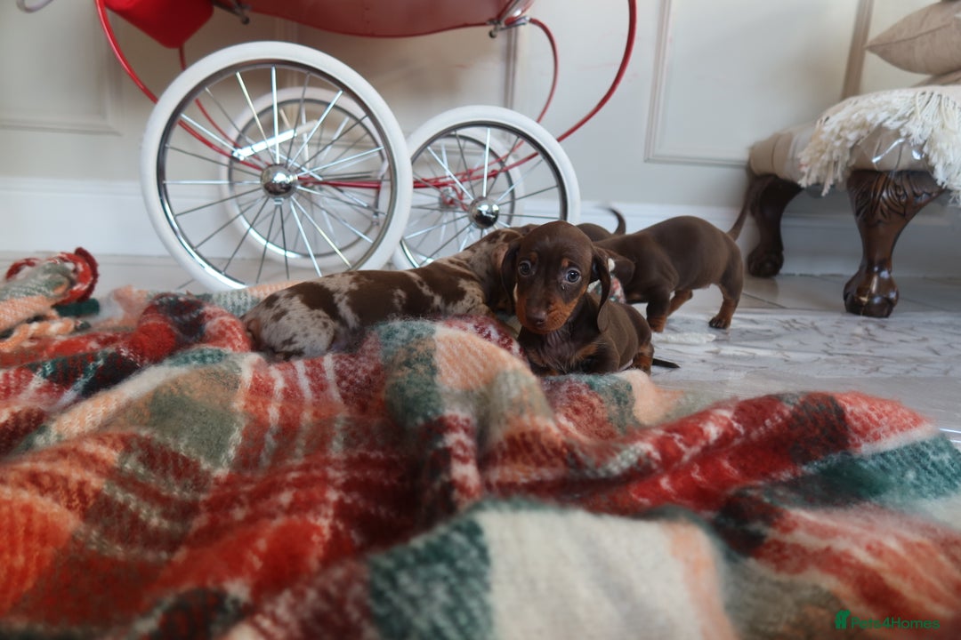 Dachshund dogs for sale: Dachshund puppy’s  - Advert 7