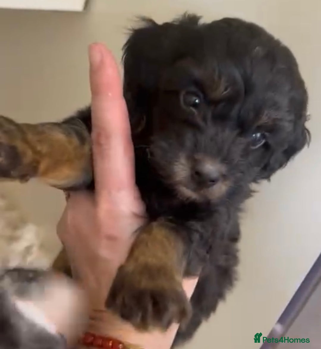Chipoo dogs for sale: Beautiful F1b chipoos  - Image 6