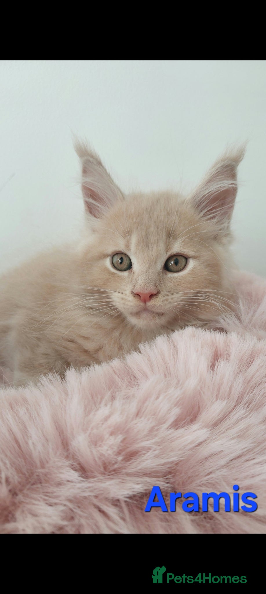 Maine Coon cats 👻😻 TICA REGISTERED Maine coon for sale👻😻 - Advert 2