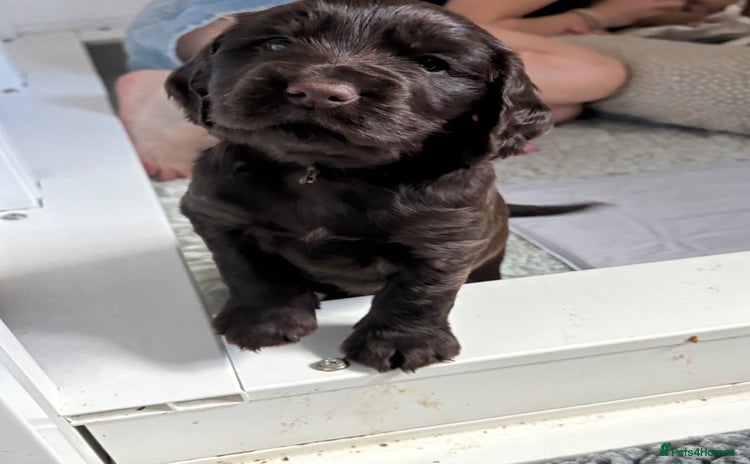 Cocker Spaniel dogs - Advert 1