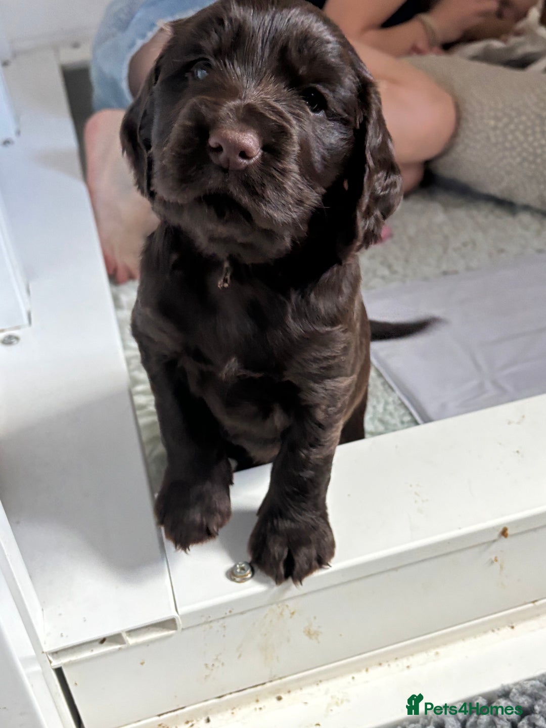 Cocker Spaniel dogs for sale: Beautiful Litter of Cocker Spaniel Puppies - Image 1