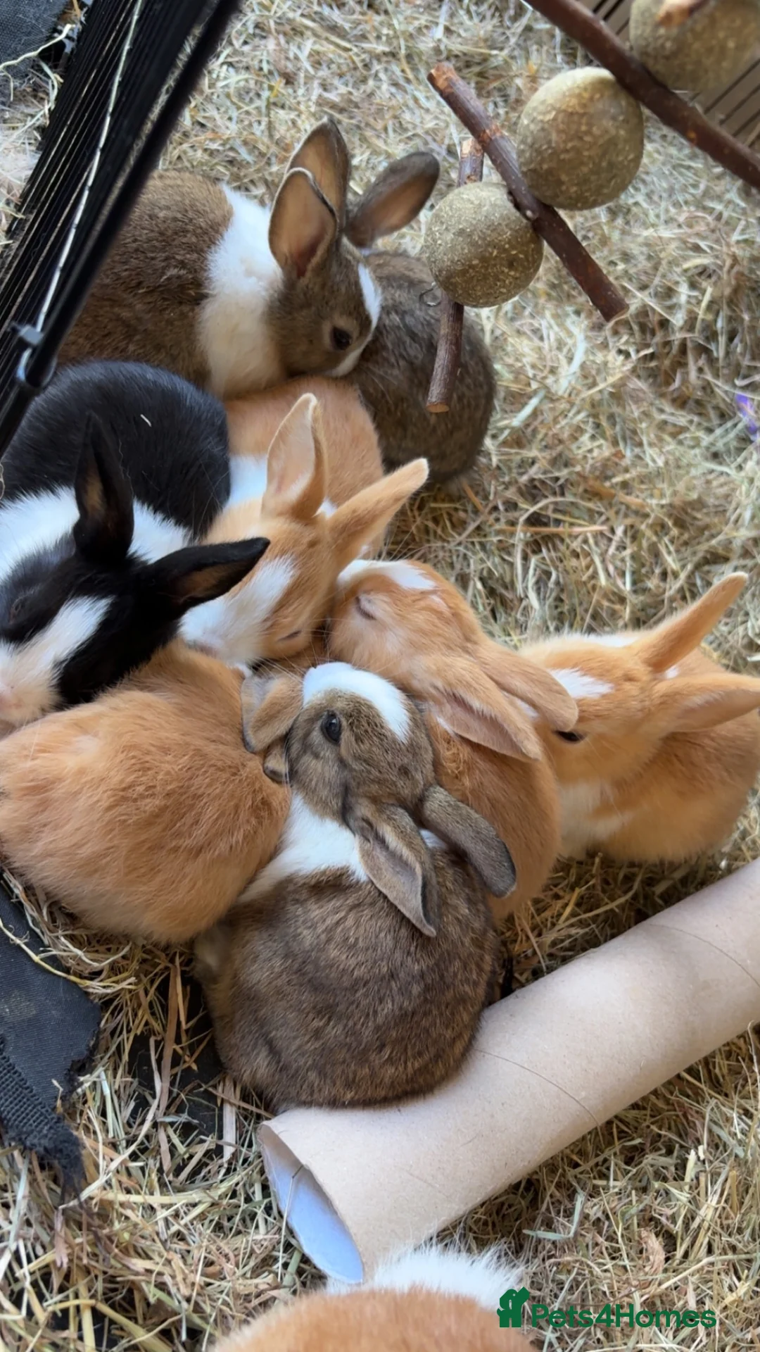 Dutch rabbits for sale: Dutch rabbits - Advert 3