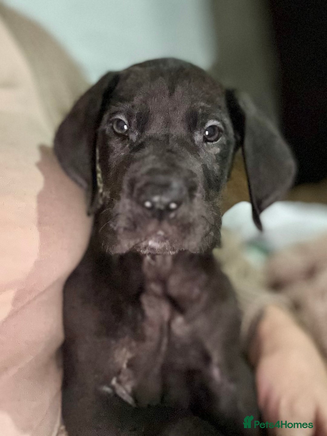 Great Dane dogs for sale: Stunning Great Dane Puppies  - Advert 3
