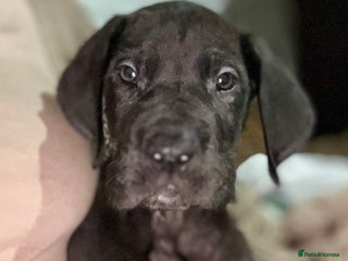 Great Dane dogs Stunning Great Dane Puppies - Advert 4