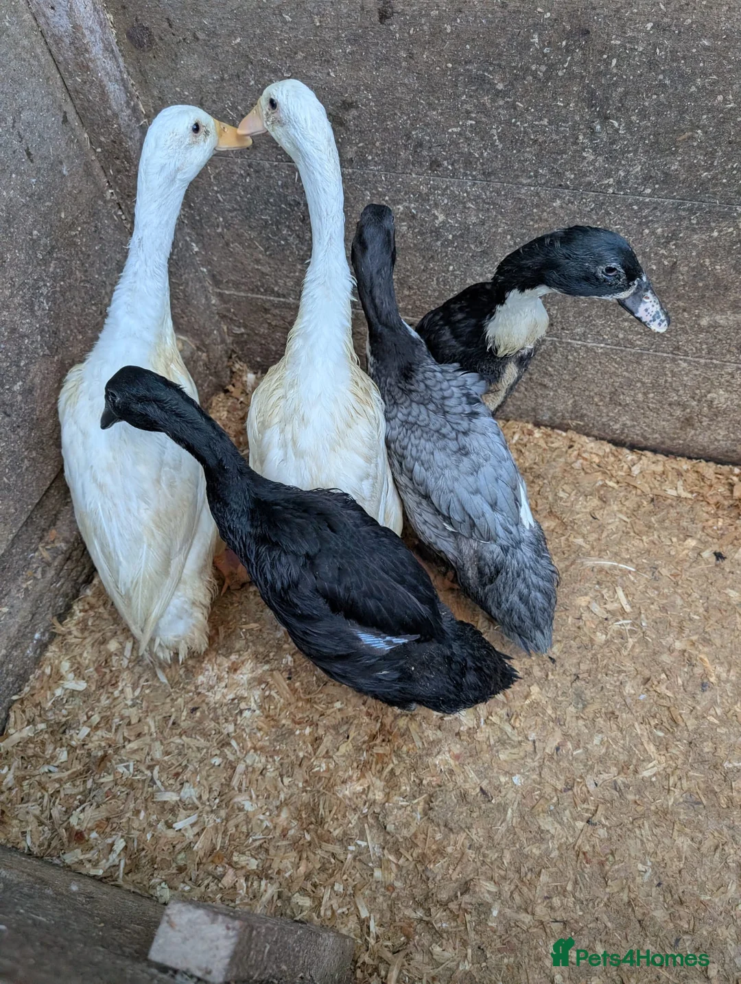 Mixed Breed poultry for sale: Indian runner Drakes  - Advert 2