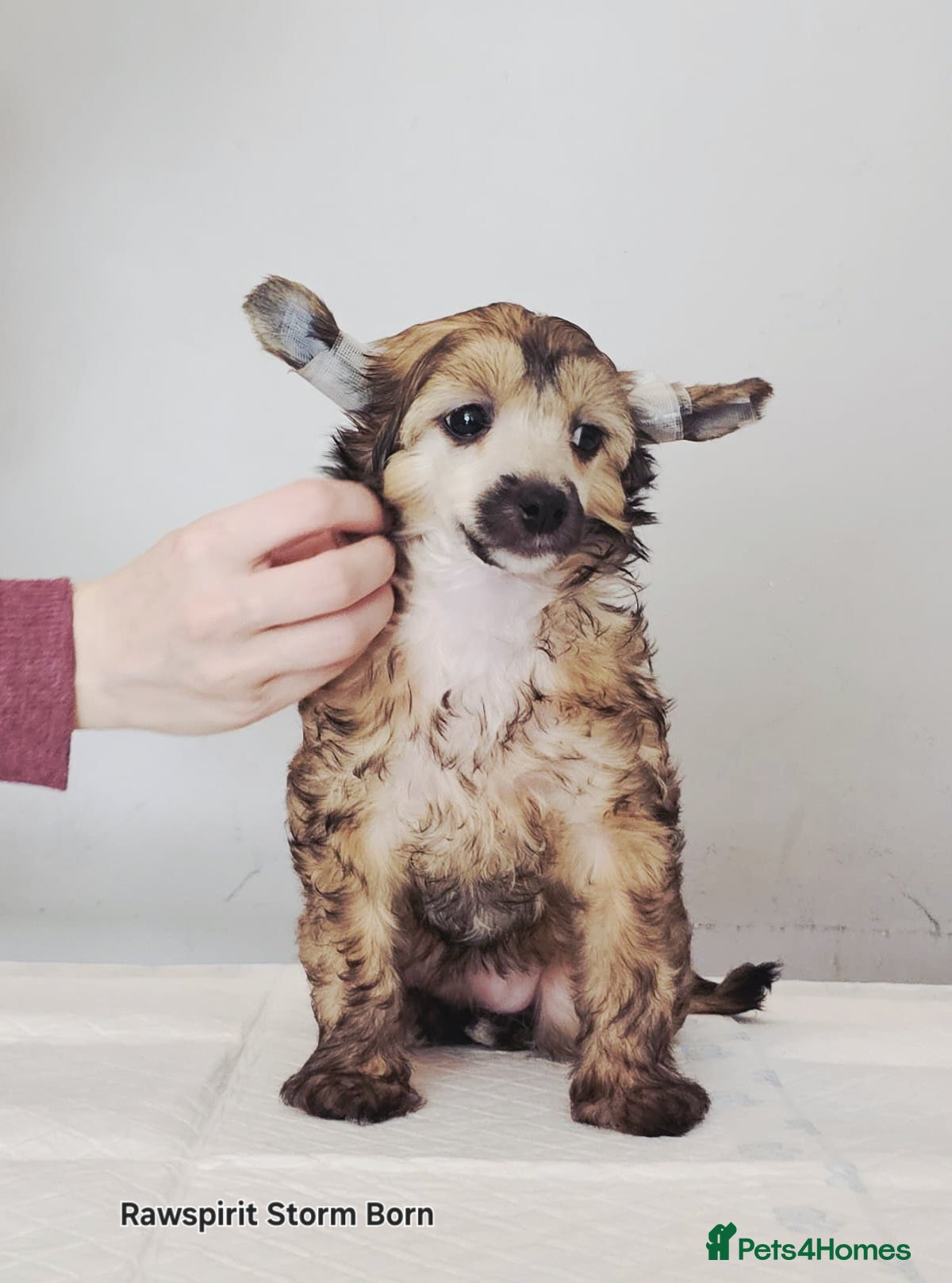 Chinese Crested dogs Meet Your New Best Friend today! - Advert 1