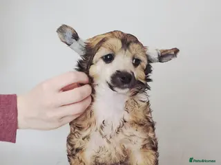 Chinese Crested dogs Meet Your New Best Friend today! - Advert 17