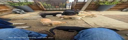 Labrador Retriever dogs for sale: Labrador puppies in Sleaford - Advert 4