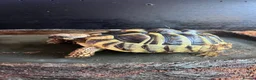 Tortoise reptiles for sale: 1 Herman tortoise for sale in Farnham - Advert 2