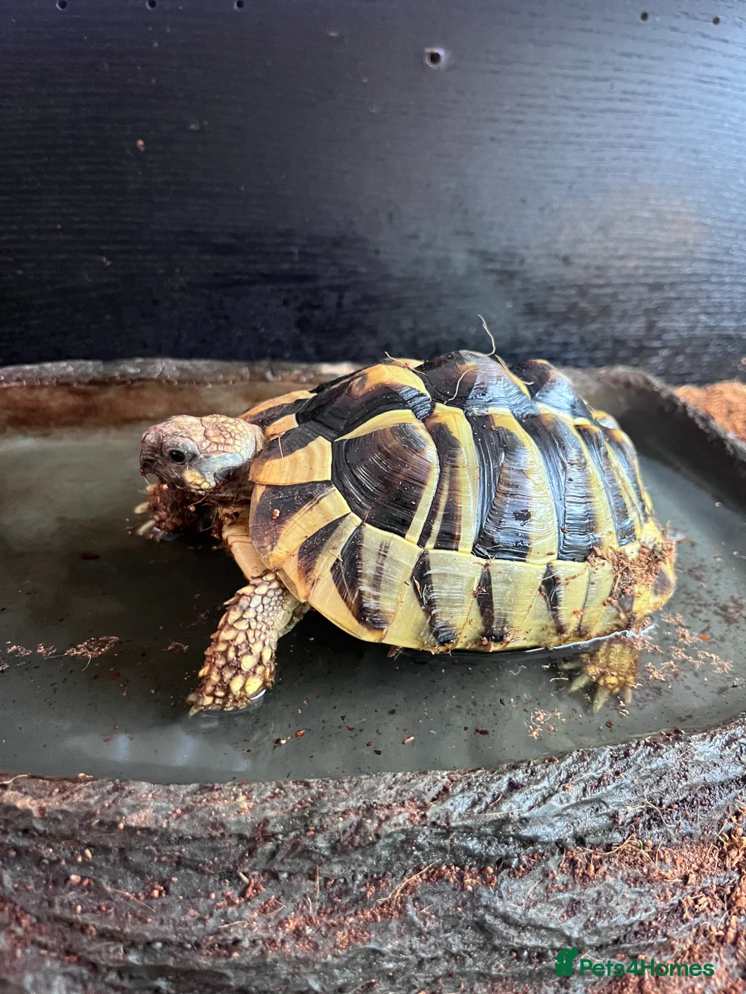 Tortoise reptiles for sale: 1 Herman tortoise for sale in Farnham - Advert 2