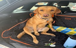 Labrador Retriever dogs for sale: Fox red Labrador puppies due end of November  - Advert 3