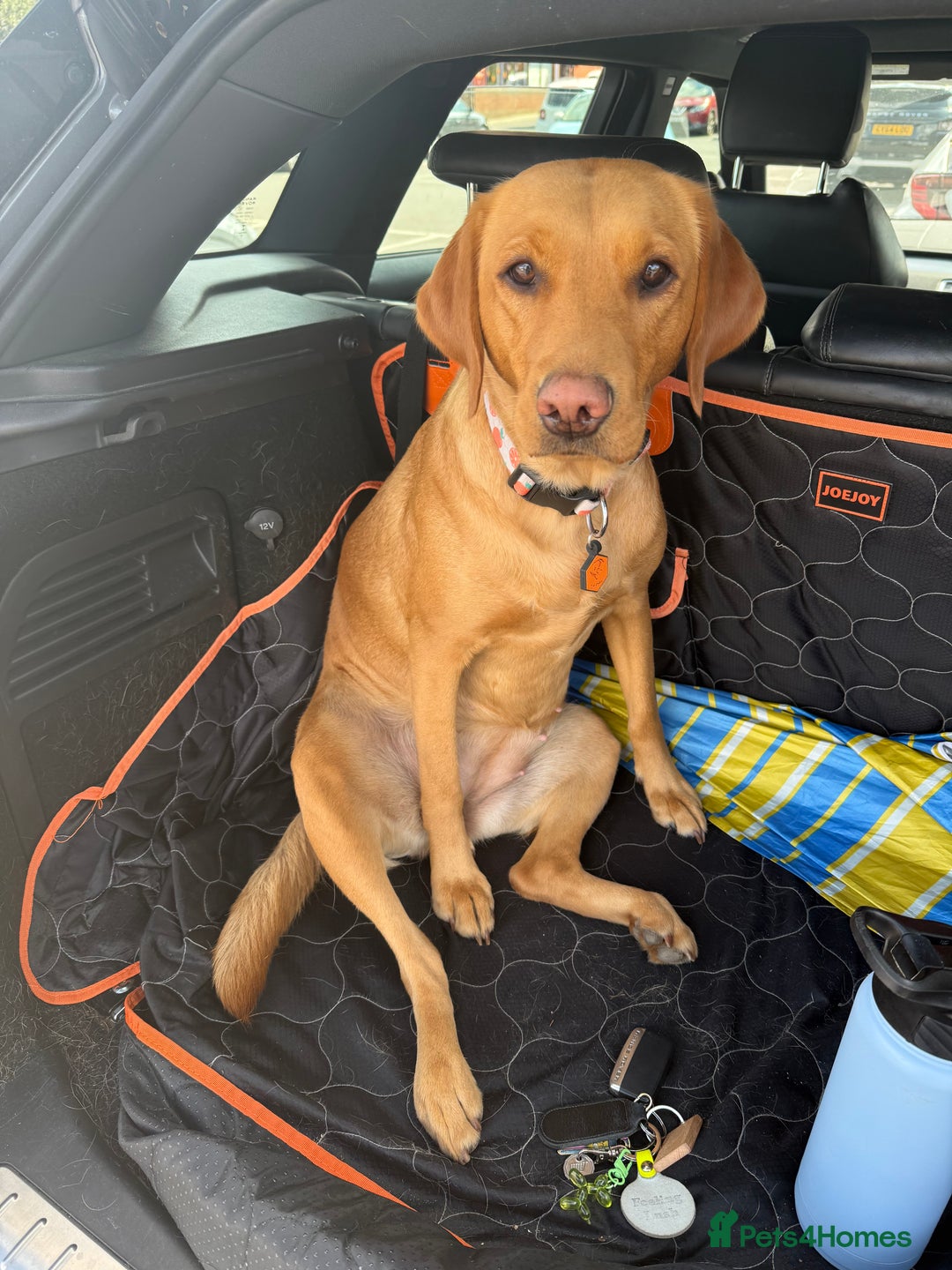 Labrador Retriever dogs for sale: Fox red Labrador puppies due end of November  - Advert 3