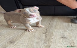American Bully dogs for sale: American Pocket Bully (3 Generations).  - Image 2