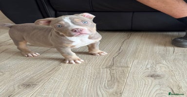 American Bully dogs - Advert 1