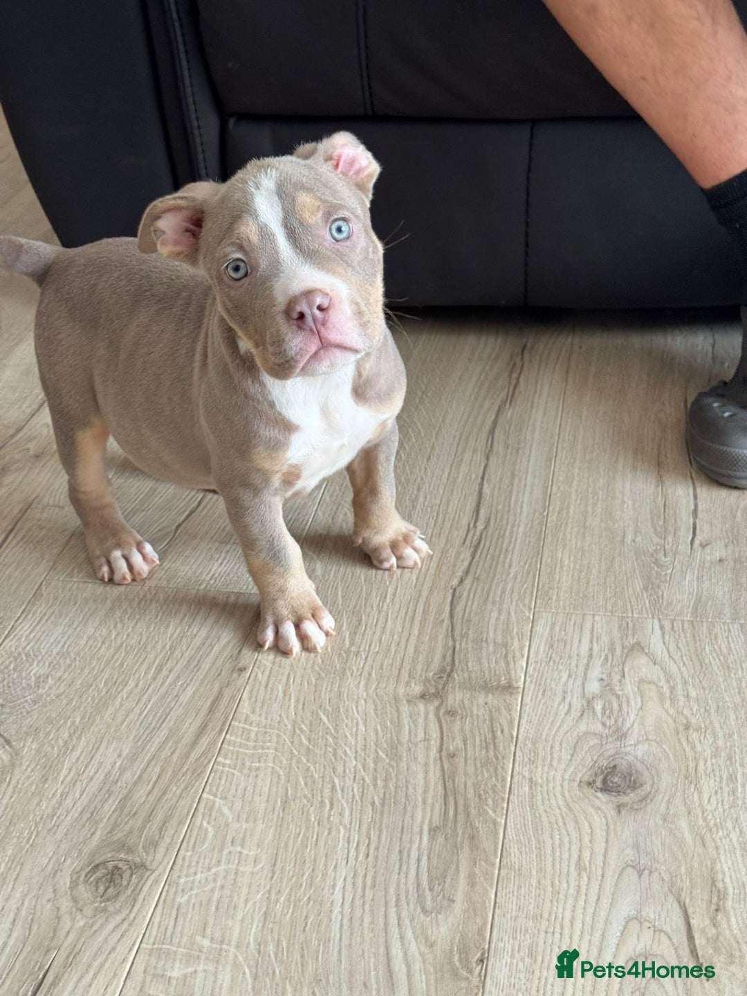 American Bully dogs for sale: American Pocket Bully (3 Generations).  - Image 2