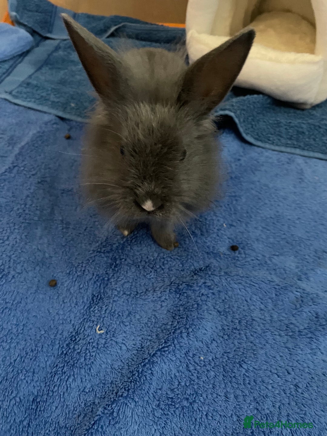 Mini Lion Lop rabbits for sale: Two gorgeous rabbits ready for forever homes.  - Image 6