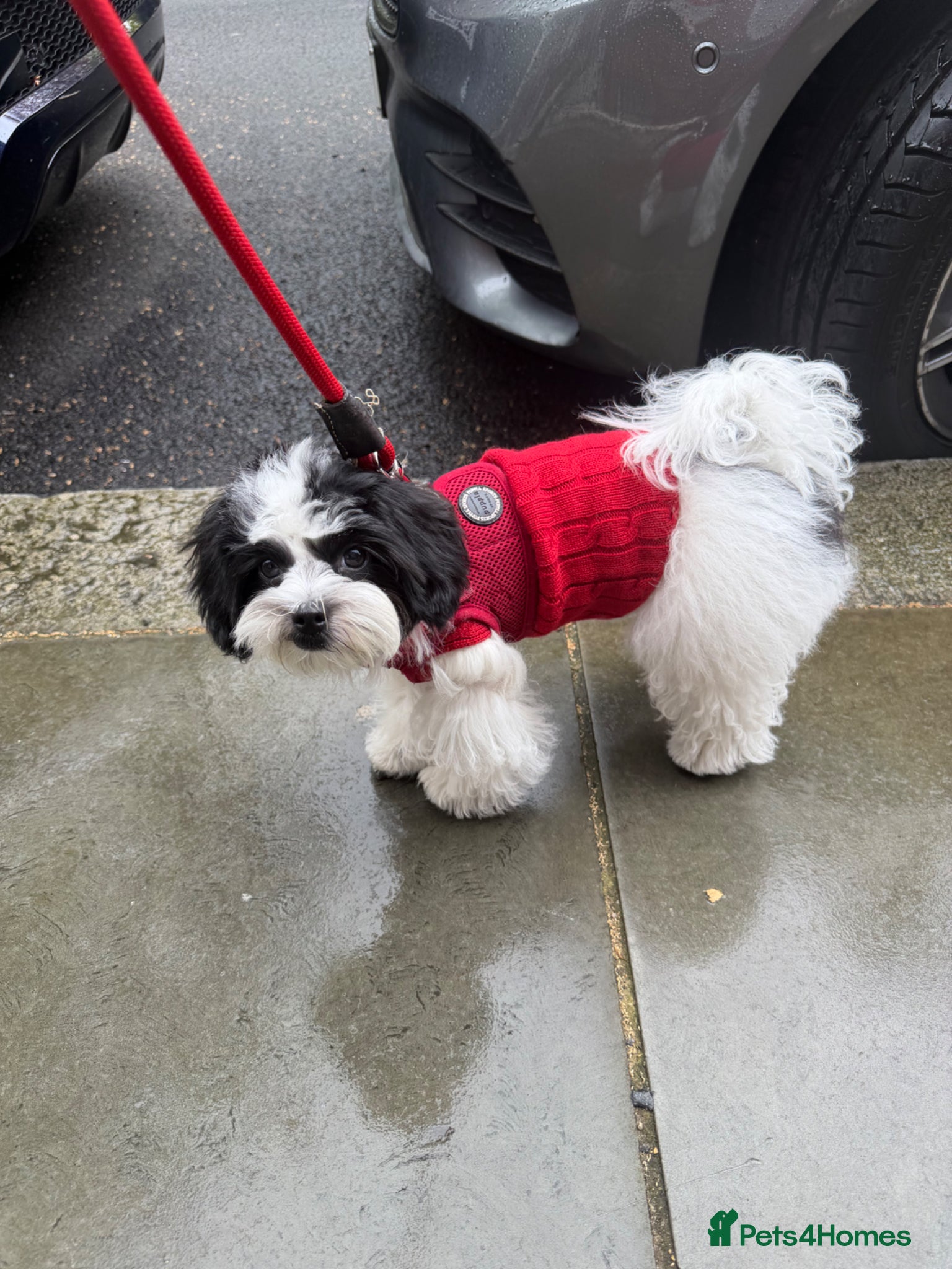 Maltipoo dogs Beautiful Maltipoo puppy in a RARE colour - Advert 6