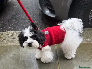 Maltipoo dogs Beautiful Maltipoo puppy in a RARE colour - Advert 6