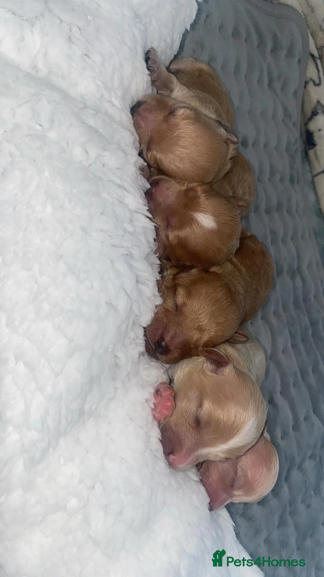 Toy Poodle dogs for stud:  **  Asian KC Toy Poodle for Stud DNA tested in Rickmansworth - Advert 22