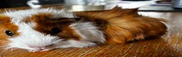 Guinea Pig rodents for sale: 2 beautiful boys  - Advert 8