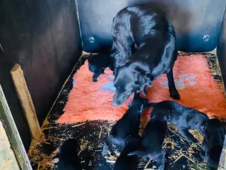 Labrador Retriever dogs Black Labrador dog puppy - Advert 2