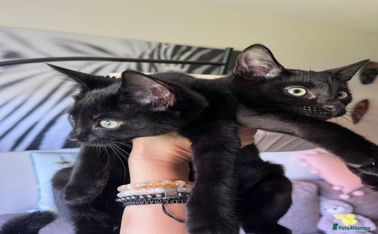 Domestic Shorthair cats - Advert 9