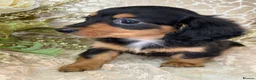 Miniature Dachshund dogs for sale: KC Long Coat Miniature Dachshund Puppies - Advert 7