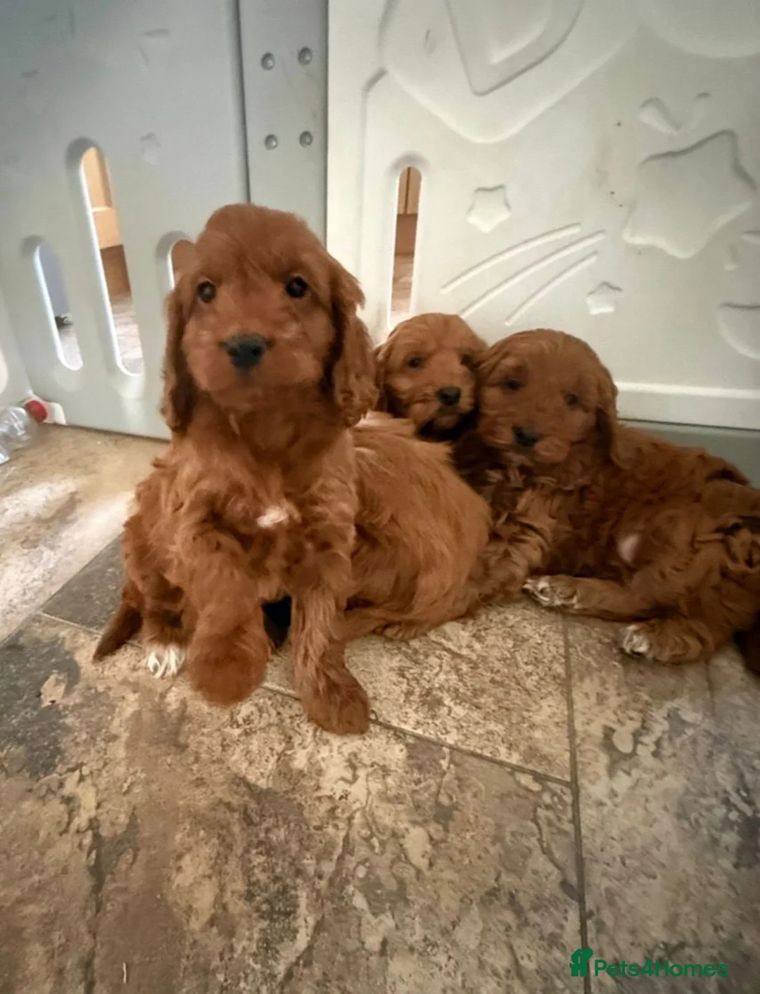 Cockapoo dogs for sale: Stunning Cockapoo Puppies - Advert 2
