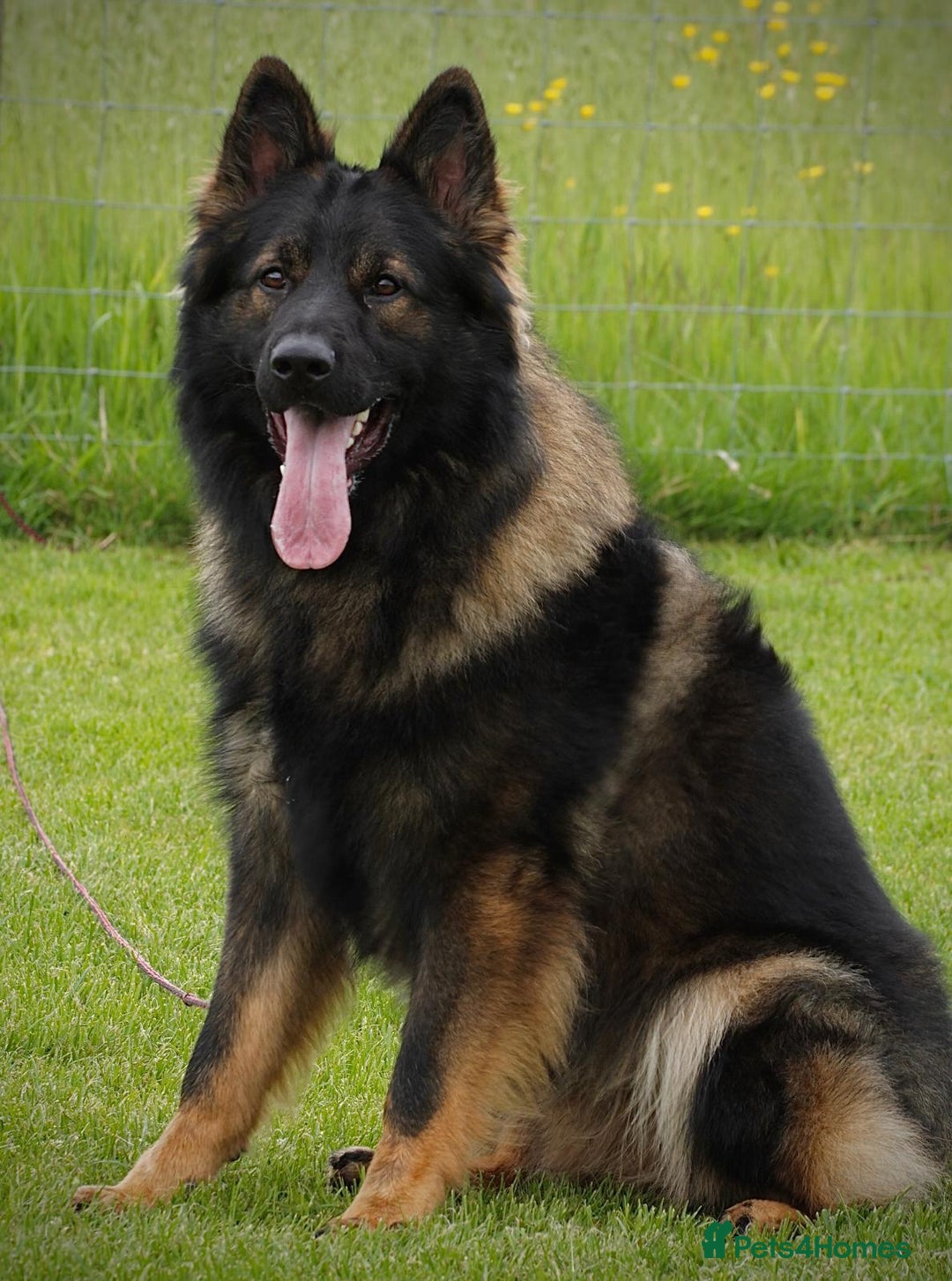 German Shepherd dogs for sale: KC HEALTH TEST LONG HAIRED GERMAN SHEPHERD PUPPIES - Advert 8