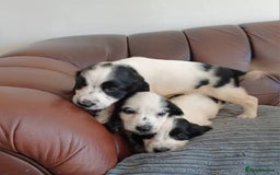 Cocker Spaniel dogs for sale: Cocker spaniel puppy's  - Image 4