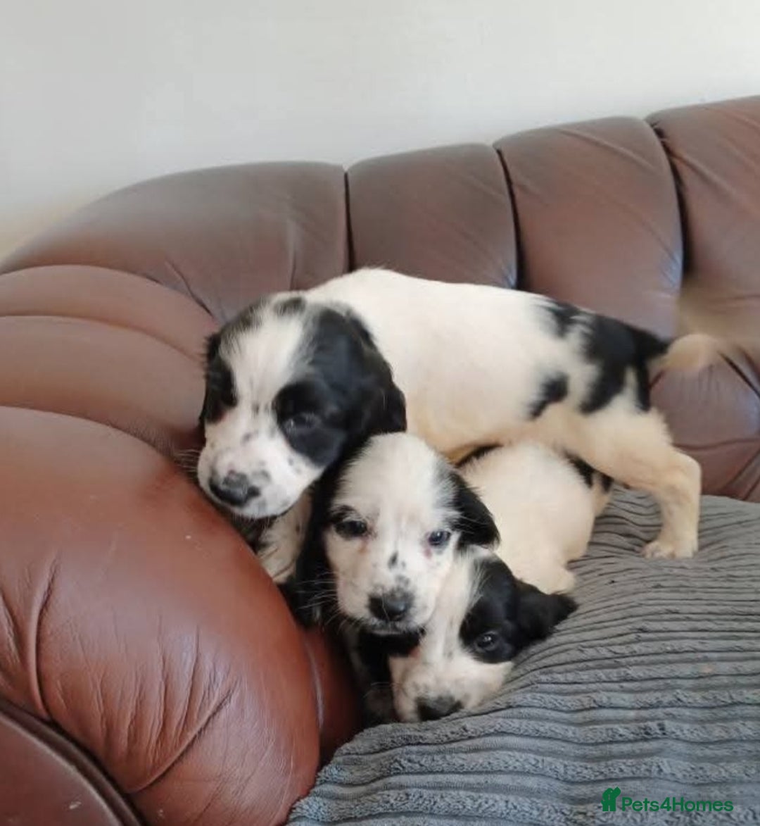 Cocker Spaniel dogs for sale: Cocker spaniel puppy's  - Image 4