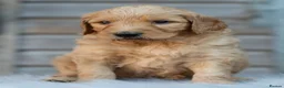 Goldendoodle dogs for sale: QUALITY F1 GOLDENDOODLE PUPPIES🌟 - Advert 8