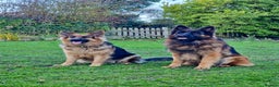 German Shepherd dogs for sale: Puppies - Long hair/Straight back German Shepherd - Advert 8
