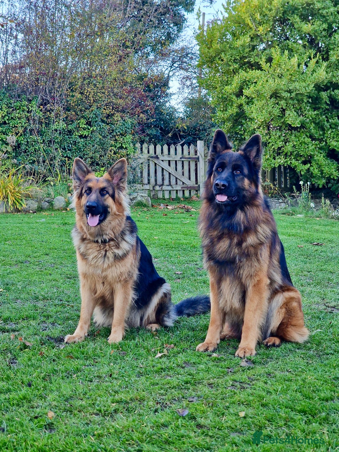 German Shepherd dogs for sale: Puppies - Long hair/Straight back German Shepherd - Advert 8