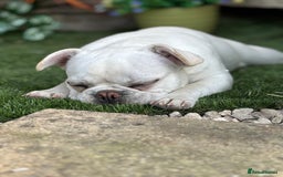French Bulldog dogs for sale: Frenchie bitch - Image 8