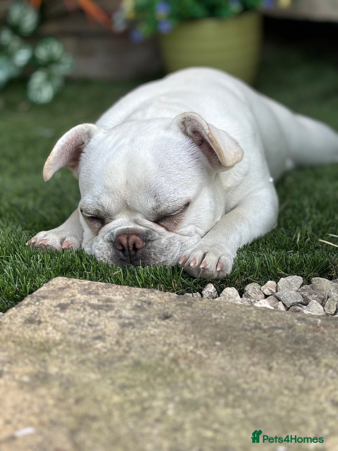 French Bulldog dogs for sale: Frenchie bitch - Image 8