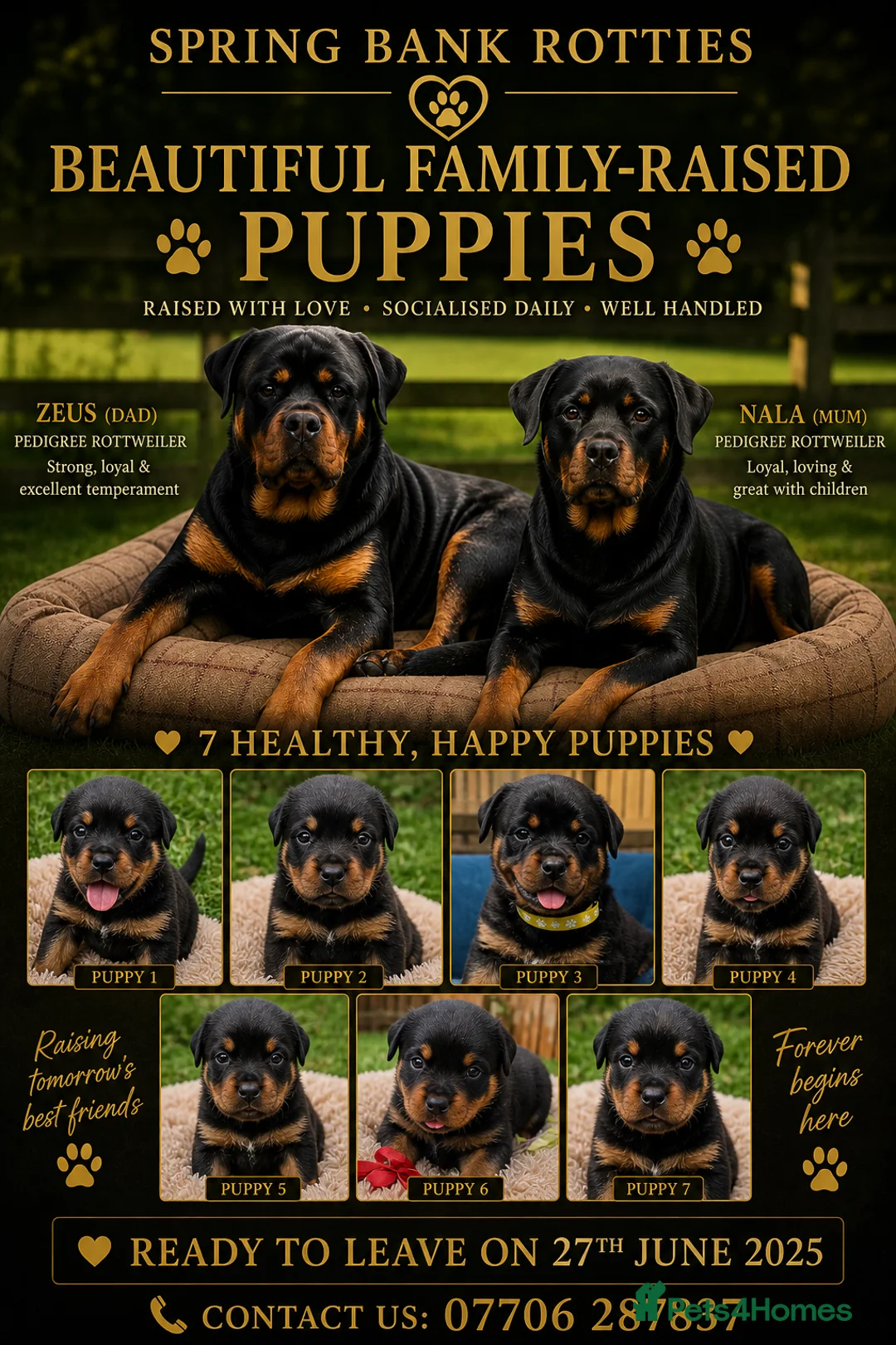 Rottweiler dogs for sale: 🐾 KC Rottweiler Puppies– Family Raised – 27th Jun in Knaresborough - Advert 1