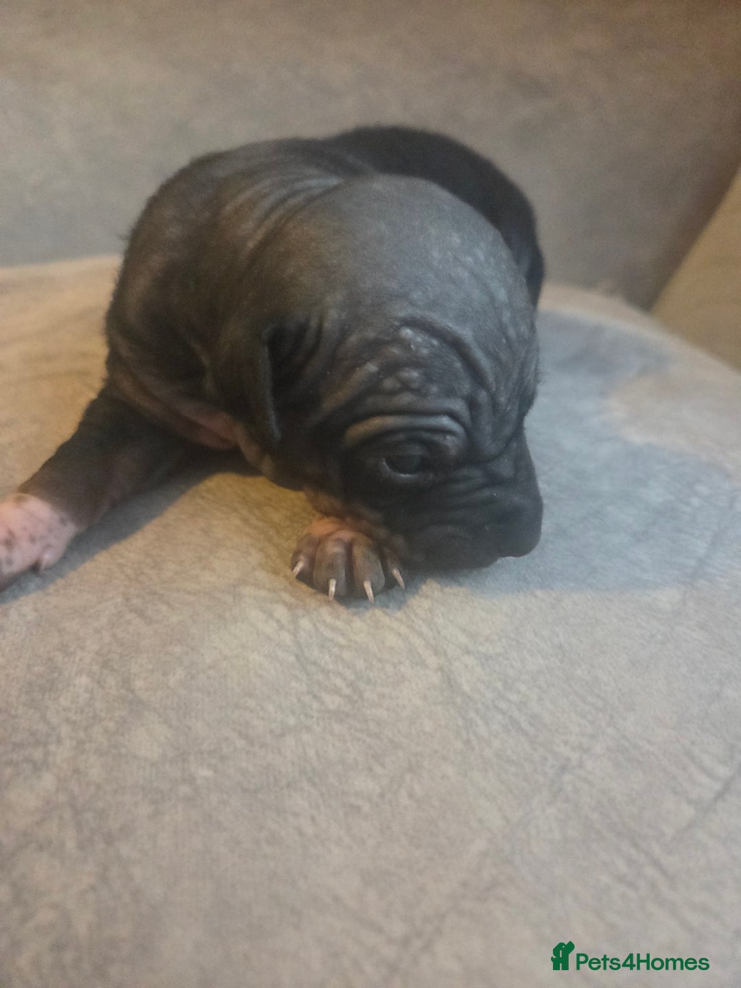 Mexican Hairless dogs for sale: American hairless terrier - Image 6