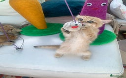 British Shorthair cats for sale:  **   ** : BSH Golden champion lines - Advert 26