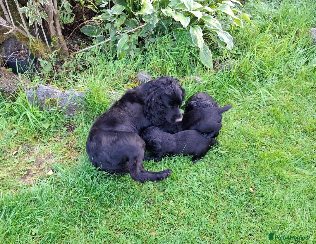 Cocker Spaniel dogs for sale: Cocker Spaniel puppies working line - Advert 29