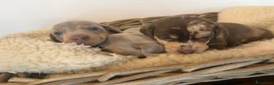 Miniature Dachshund Puppy 3