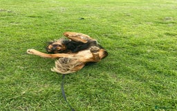 Cocker Spaniel dogs for sale: Rocky - 4.5 year old cocker spaniel - Image 17
