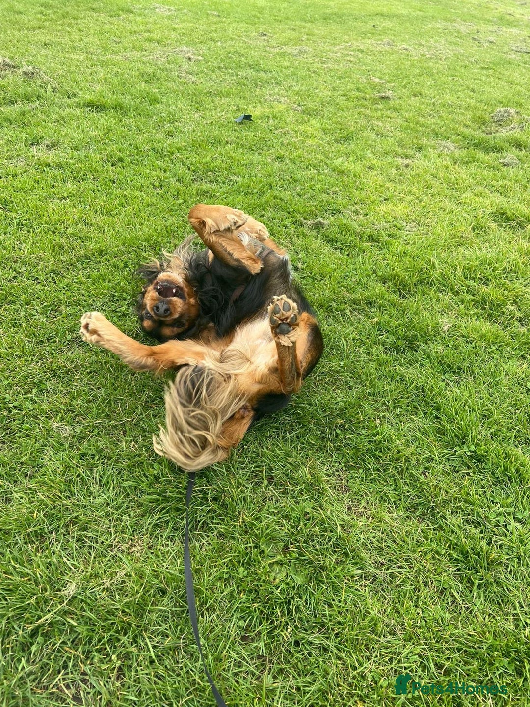 Cocker Spaniel dogs for sale: Rocky - 4.5 year old cocker spaniel - Image 17