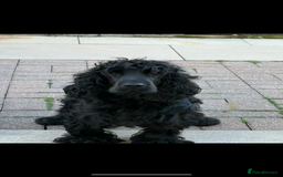 Cocker Spaniel dogs for sale:  Show Cocker spaniel puppies - Image 12