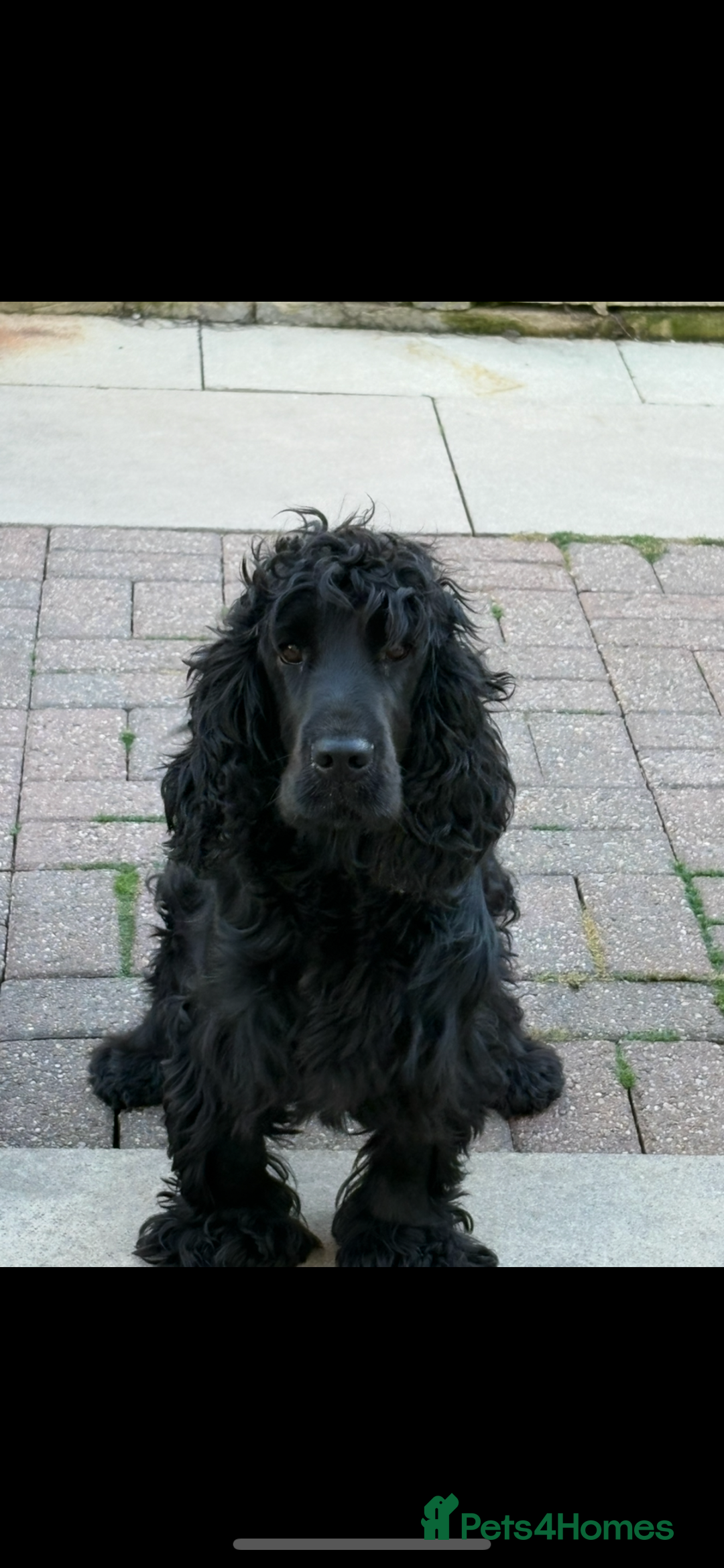 Cocker Spaniel dogs for sale:  Show Cocker spaniel puppies - Image 12