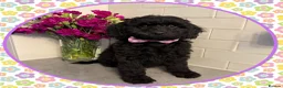 Labradoodle dogs for sale: 💐THERAPY/ASSISTANCE PUP💐PLEASE READ💐 - Advert 5