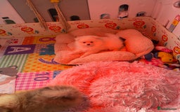 Pomeranian dogs for sale: Beautiful Pomerian Boy  - Image 19