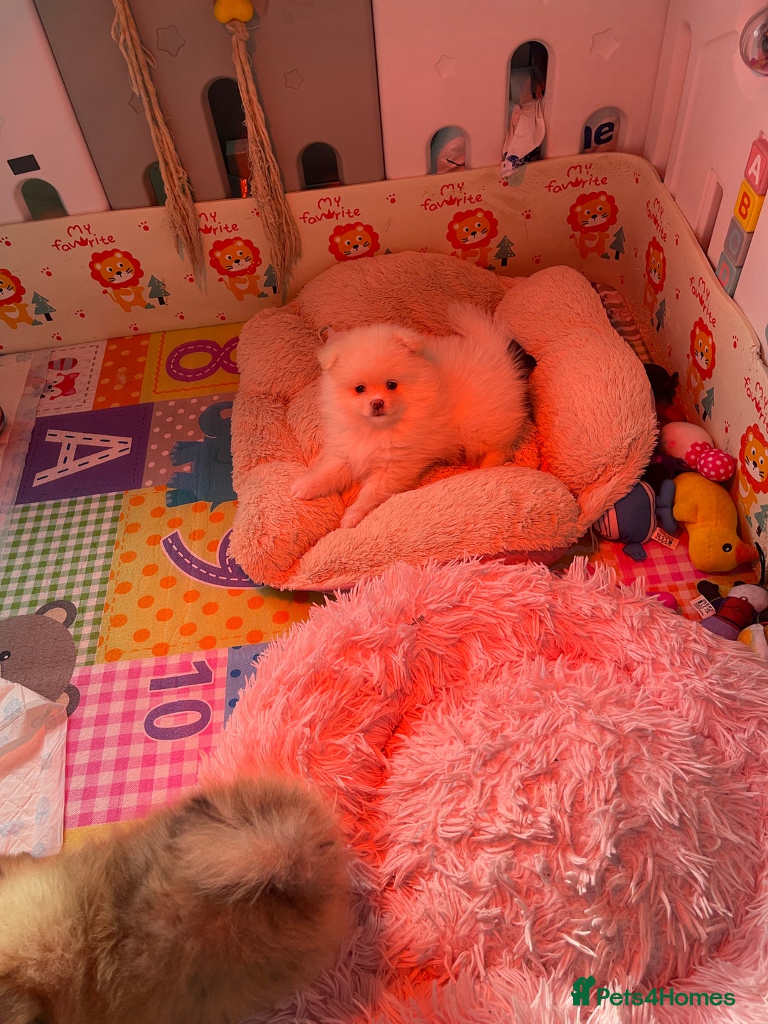 Pomeranian dogs for sale: Beautiful Pomerian Boy  - Image 19